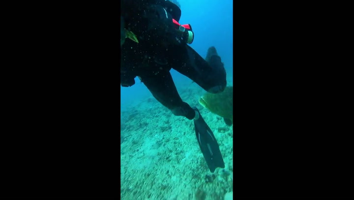 A scuba diver is defending his lobster from a hungry goliath grouper!