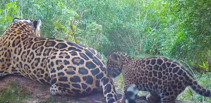 Nacieron dos nuevos yaguaretés en Corrientes (Video: Gentileza)