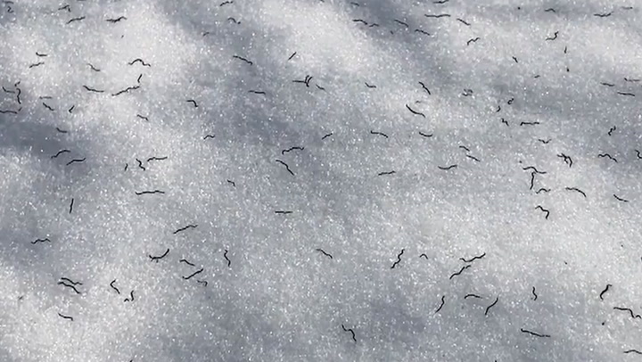 MYSTERIOUS 'ICE WORMS' FOUND LIVING ON MOUNTAIN GLACIERS