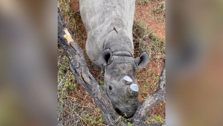 Angry rhino traps conservationist in tree