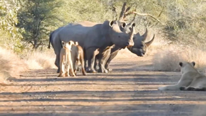 Astonishing footage captures lions and rhinos in rare stand-off