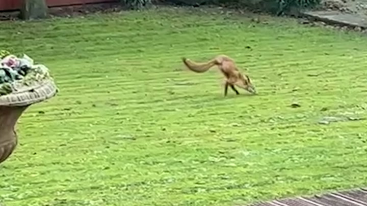 Nimble two-legged fox spotted in Derbyshire garden