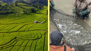 Adding live fish to rice fields is a win-win for everyone, here's why