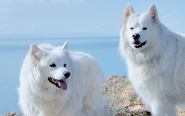 14 White Dog Breeds of Every Shape, Size, and Fluff