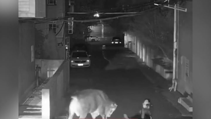 Enraged bull knocks over pedestrian walking home in China