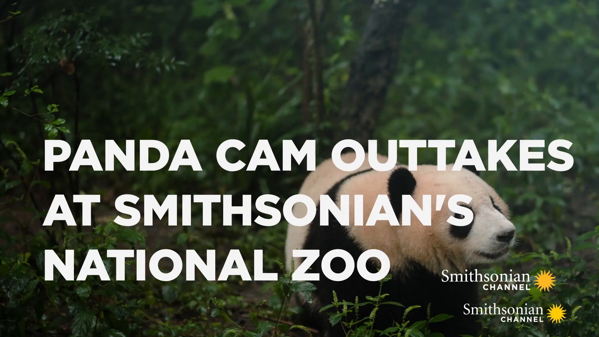 Top Ten Panda Cam Outtakes At Smithsonian's National Zoo Smithsonian  Magazine