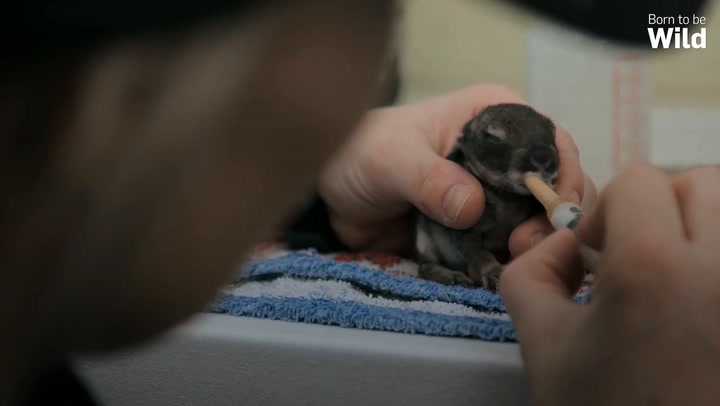 Feeding time at animal hospital - cute video of baby animals being fed -  Mirror Online