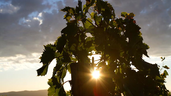 Vine Age Makes a Difference: Emilia Nardi on Brunello –Quick Tip