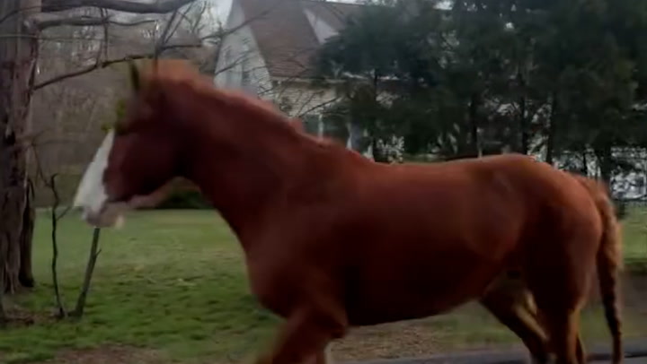 Runaway horse pursued by police automobile in low-speed chase | Information