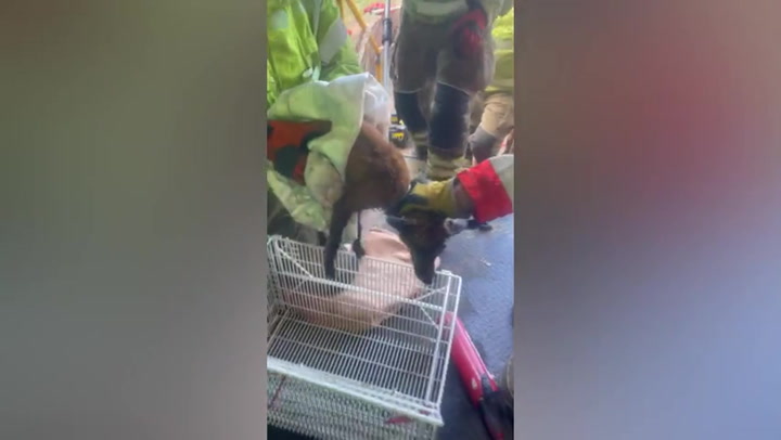 Fox with head stuck in metal flooring saved after three-hour rescue in Birmingham