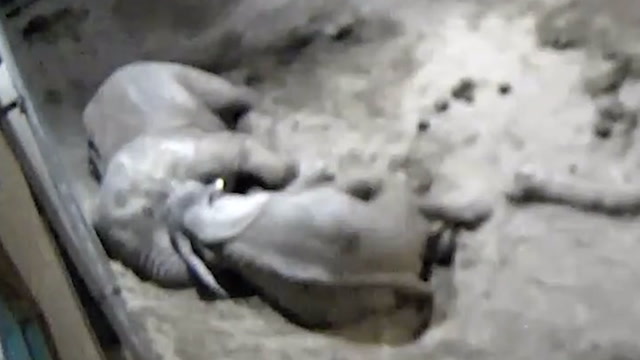 CCTV footage of cuddling elephants gives insight into sleeping habits ...