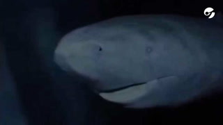Encontraron un tiburón de 392 años en el Oceáno Ártico