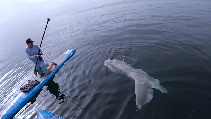 10ft-long fish the 'size of surf board' lurks near paddlers