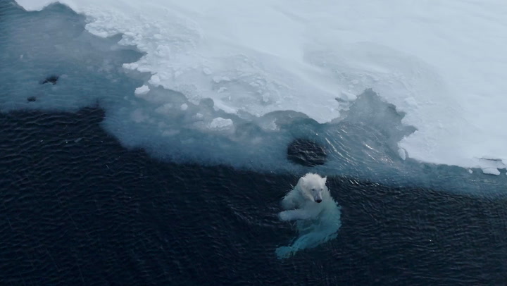 Lone polar bear plays in Arctic ice in extraordinary drone footage