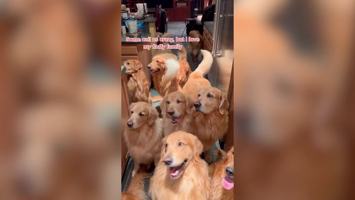 Dog owner lives with 13 golden retrievers after keeping entire litter of puppies