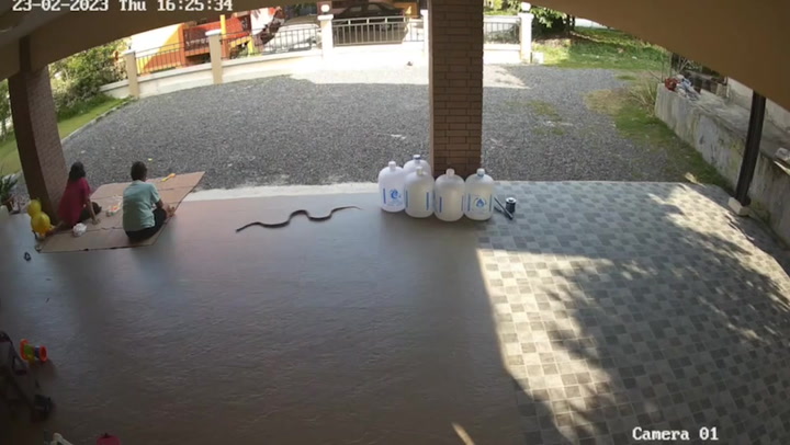 Terrifying moment deadly cobra slithers up to couple