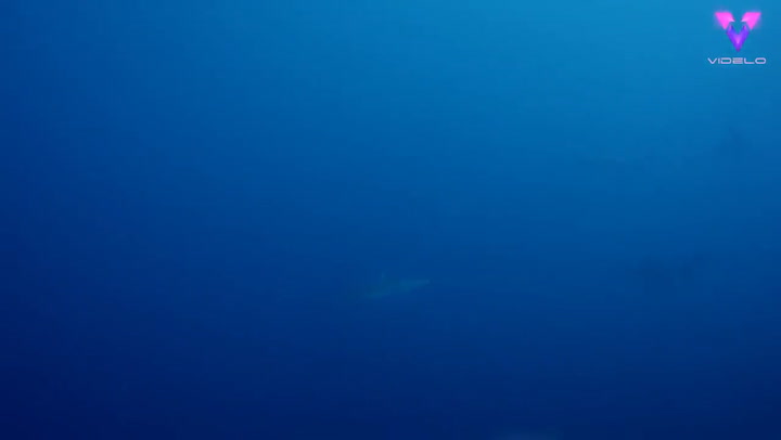 Un equipo de buzos se topa con un muro formado por cientos de tiburones
