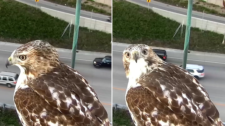 Bird's-eye view: Hawk stares into traffic camera over Minnesota highway