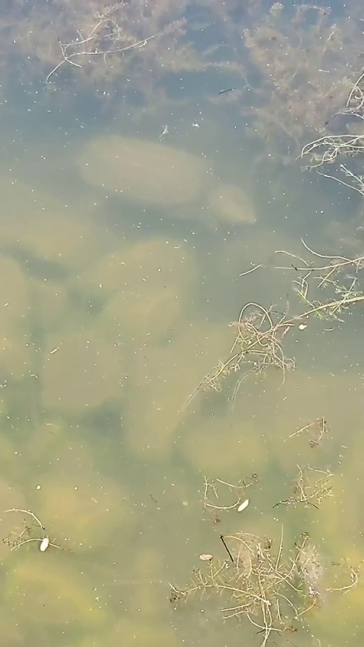 Un hombre vio a una gran tortuga mordedora moverse en un lago de un parque de California
