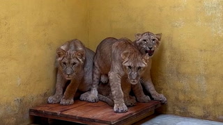 Lions from war-torn Ukraine arrive at UK wildlife park for new life