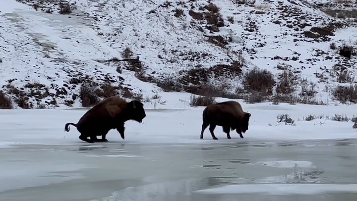 Bison Stutters And Slips On Ice At Yellowstone National Park