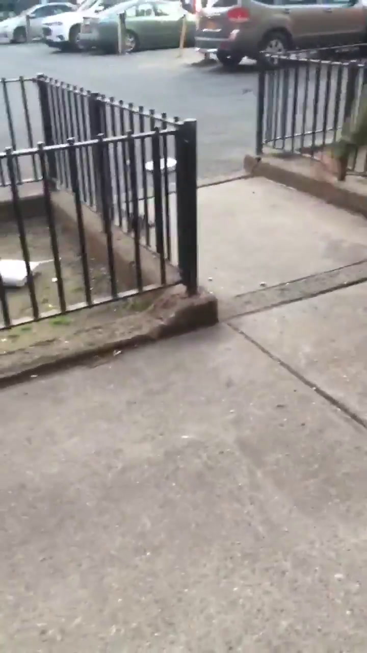 Una rata ataca a una paloma en las calles de Brooklyn