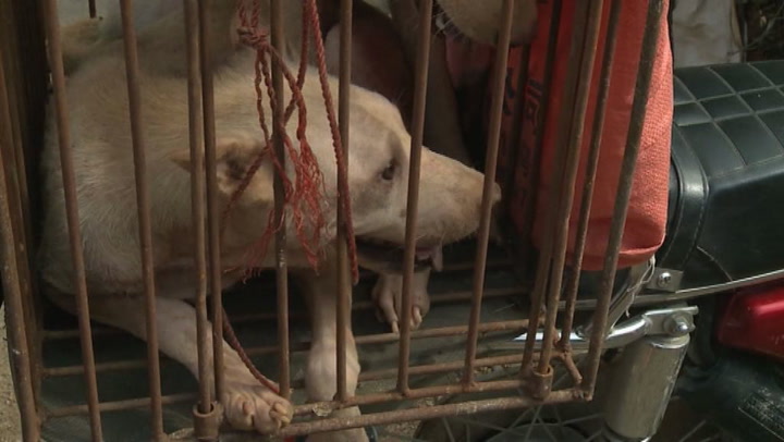 China: Woman Pays $1,000 to Save 100 Dogs at Yulin Dog-Meat Festival | Time