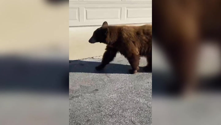 Bear brazenly walks around California neighbourhood putting school on lockdown