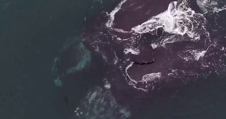 El extraño video de dos ballenas abrazándose