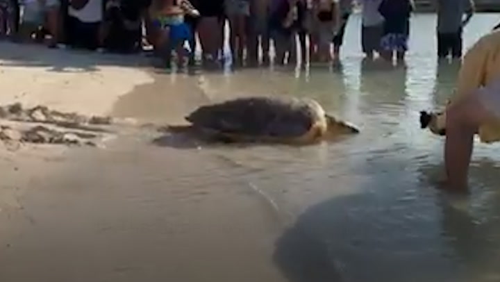 Rescued 200lb loggerhead sea turtle released back into Atlantic Ocean