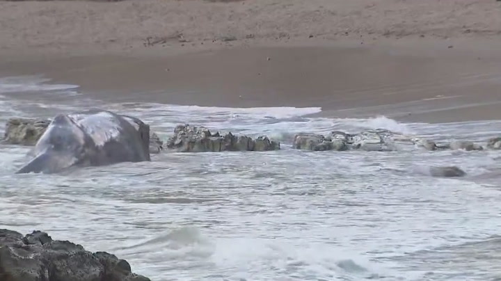Whale washes ashore in Malibu
