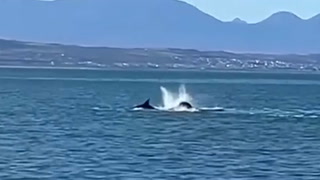 Watch killer whale hunt and eat great white shark in two-minute attack