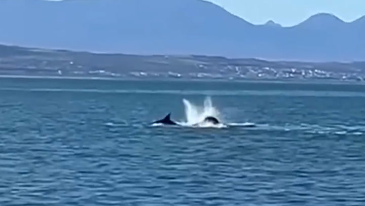 Killer whale hunts and eats great white shark
