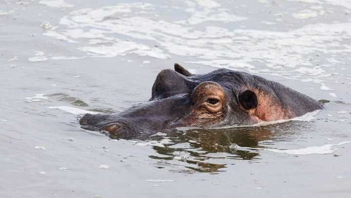 Hipopótamos: los enemigos de un pueblo congoleño