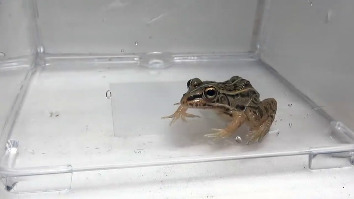 El increíble escape de un escarabajo cuando una rana intenta comerlo