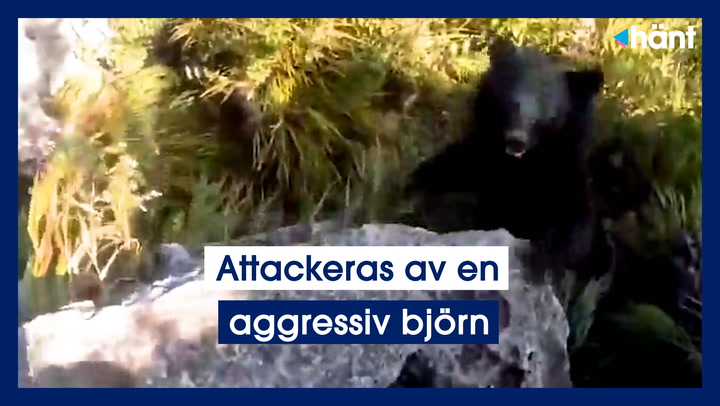 Attackeras av aggressiv björn