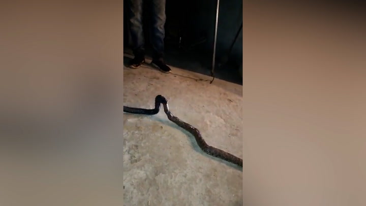 Cobra swallows entire snake in road 