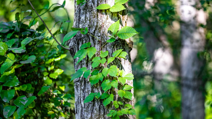 How to identify poison ivy in your backyard or in the woods, Local News