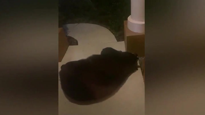 Bear caught sleeping on front porch of Florida home