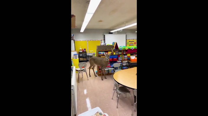 Wild deer breaks into school classroom in Tennessee