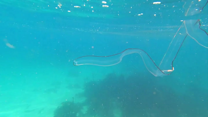 Transparent eel-like creature swims around diver