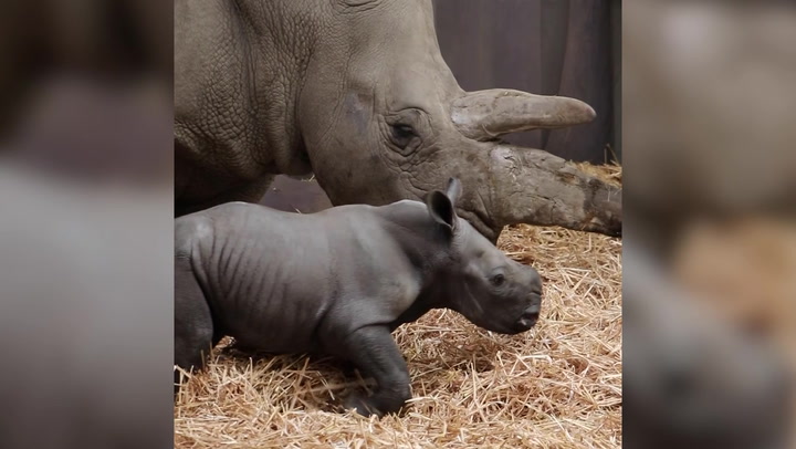 First video released of rare southern white rhino baby born at Merseyside’s Knowsley Safari
