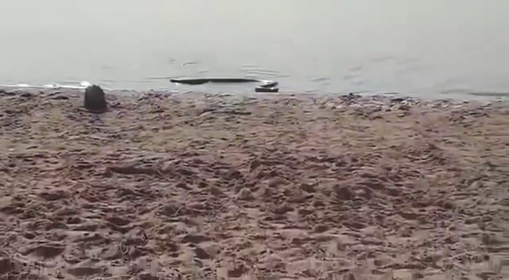 Así fue la aparición de una anaconda en la playa de Entre Ríos - Fuente: Youtube