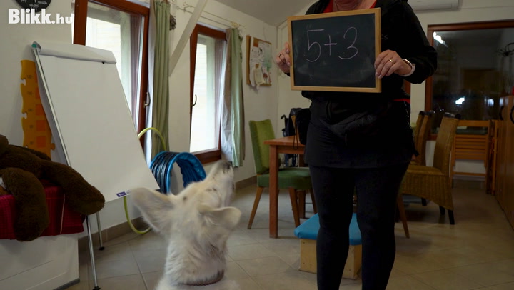 Igazi állatparadicsom: mentett és számolni tudó kutyusok - A TordasZoo Állatmentő Farm Alapítványnál jártunk - videó