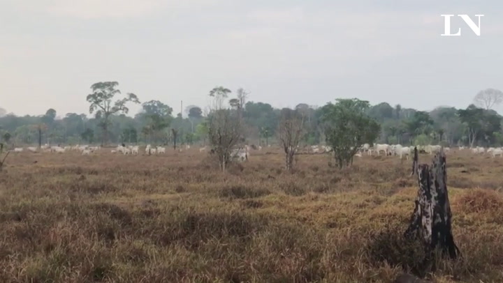 Las haciendas ganaderas, principal causa de la deforestación - Crédito: Alberto Armendáriz