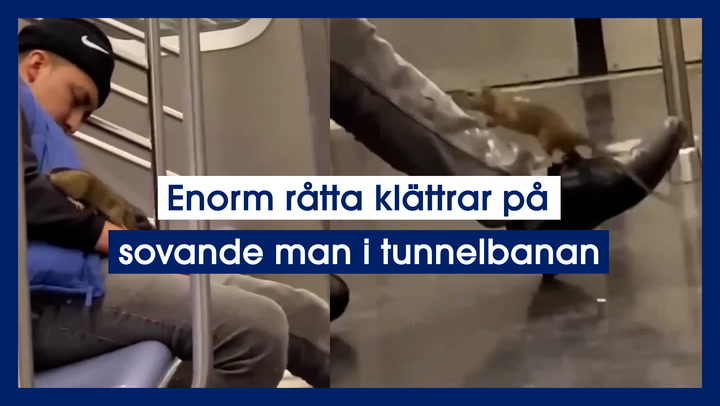 Enorm råtta klättrar på sovande man i tunnelbanan