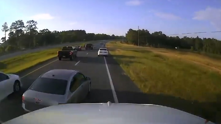 Turtle causes multi-car pile up after driver stops to let it cross Florida highway