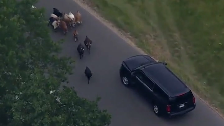 Trump's motorcade blocked by herd of goats