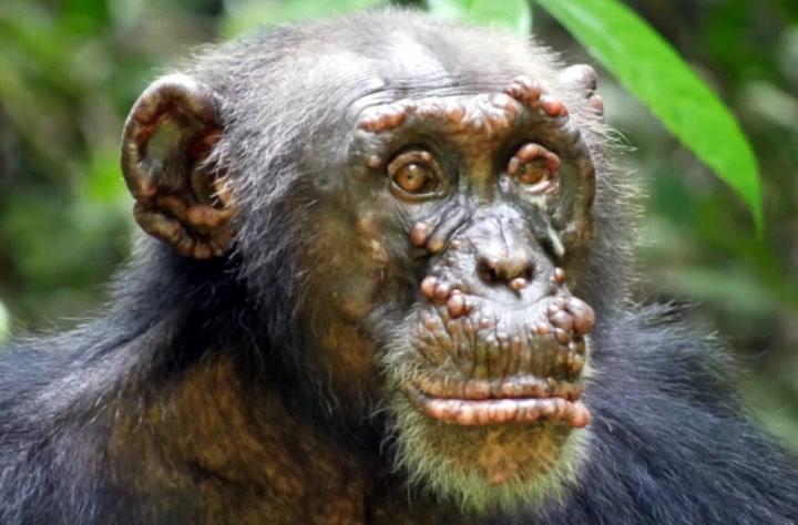 Leprosy Found In Wild Chimpanzees For The First Time