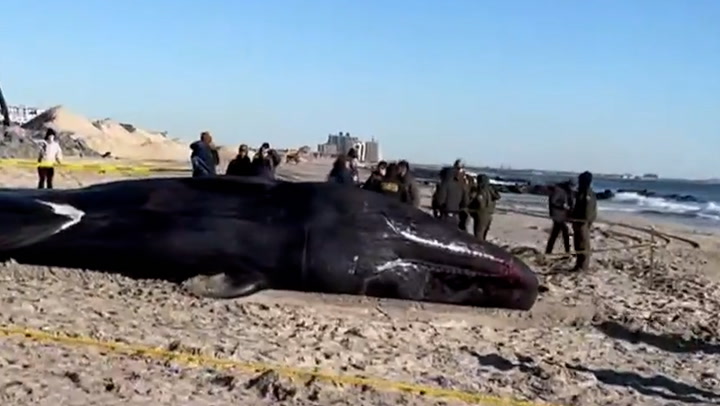 Sperm whale washes up dead on New York beach in devastating footage